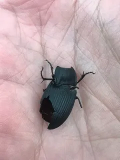 Dicaelus dilatatus thumbnail 3