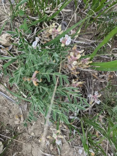 Low Milkvetch