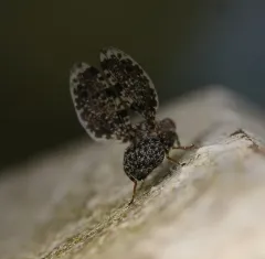 Peacock Fly thumbnail 3