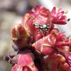 Common white-cheeked jumping spider thumbnail 2
