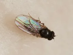 Drosophila neotestacea thumbnail 2