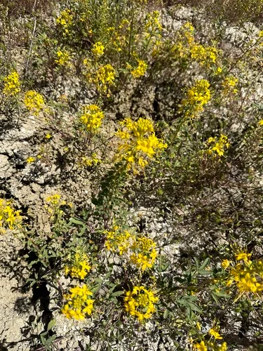 Hillman's stinkweed
