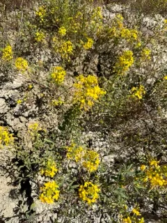 Hillman's stinkweed thumbnail 1