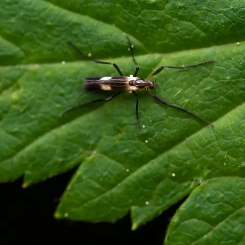 Chasmatonotus maculipennis