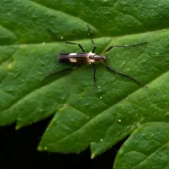 Chasmatonotus maculipennis thumbnail 1