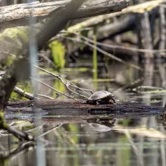 Pond Slider thumbnail 2
