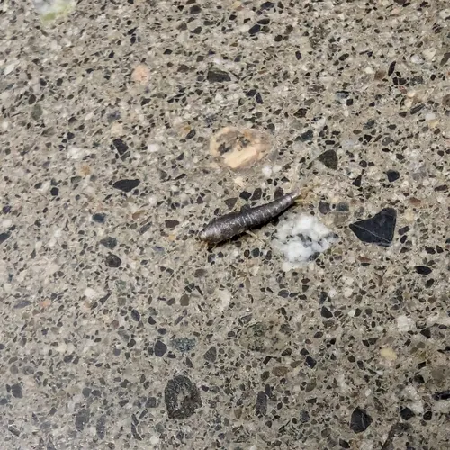 Common Silverfish