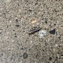 Common Silverfish thumbnail 1