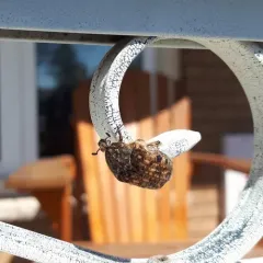 Bumble Flower Beetle thumbnail 1