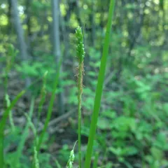 graceful sedge thumbnail 2