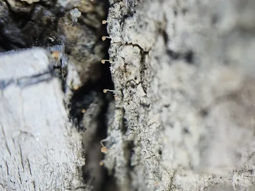 Sclerophora nivea