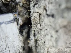 Sclerophora nivea thumbnail 1