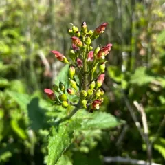 California beeplant thumbnail 3