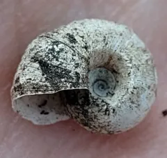 Coarse Ramshorn thumbnail 2