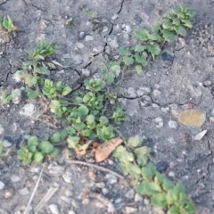 Grey Field-speedwell thumbnail 3