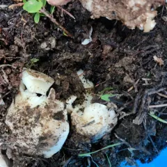Tricholoma vernaticum thumbnail 4