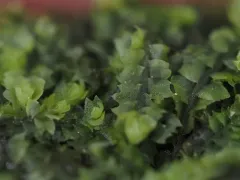 Gillman's Notchwort thumbnail 3