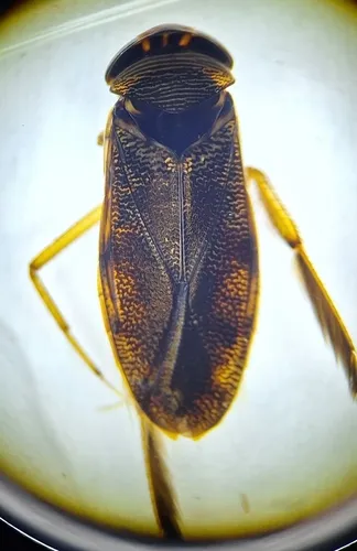 Hesperocorixa laevigata