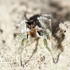 Habronattus ophrys thumbnail 3