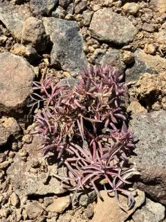 Hoover's Desert-Parsley thumbnail 2