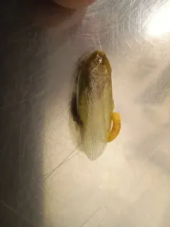 Banana Cockroach thumbnail 1