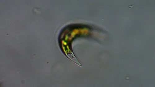 Closterium incurvum