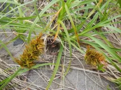 Japanese sedge thumbnail 3