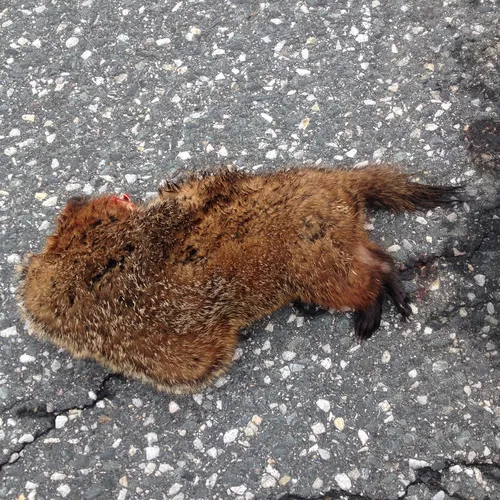 Groundhog