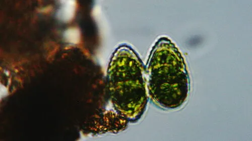 Staurastrum lapponicum