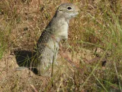 Washington Ground Squirrel thumbnail 4
