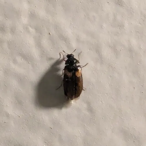 Undertaker Carpet Beetle