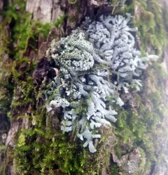 Pale-bellied Frost Lichen thumbnail 2