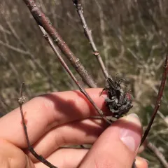 Willow Pinecone Gall Midge thumbnail 4