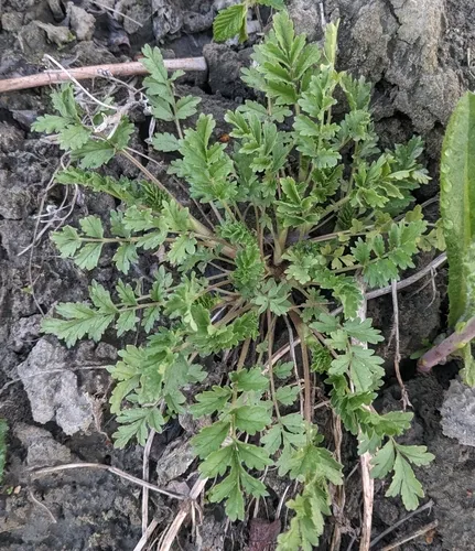 Carpet Cinquefoil