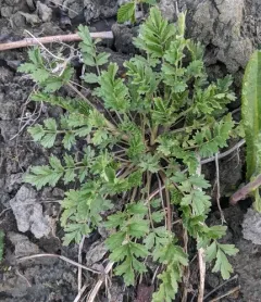Carpet Cinquefoil thumbnail 1
