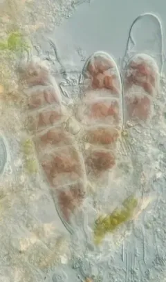 Bangia atropurpurea thumbnail 2