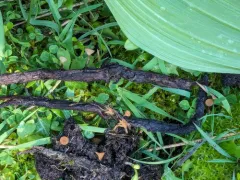 Sclerotinia veratri thumbnail 2