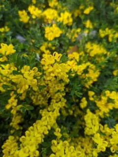 French broom thumbnail 3