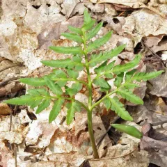 Cutleaf Grapefern thumbnail 2