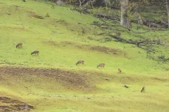 Sika Deer thumbnail 3