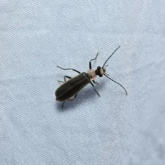 Short-collared Soldier Beetle thumbnail 4