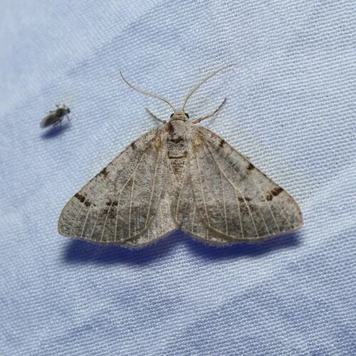 Pale-veined Isturgia
