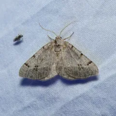 Pale-veined Isturgia thumbnail 1
