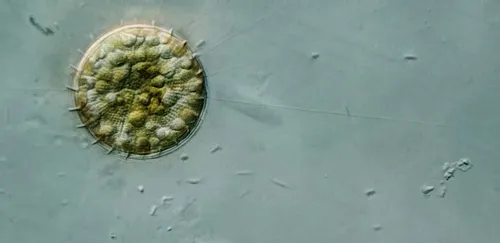 Stephanodiscus niagarae