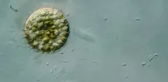 Stephanodiscus niagarae thumbnail 1