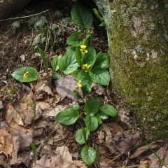 Round-leaved Violet thumbnail 3