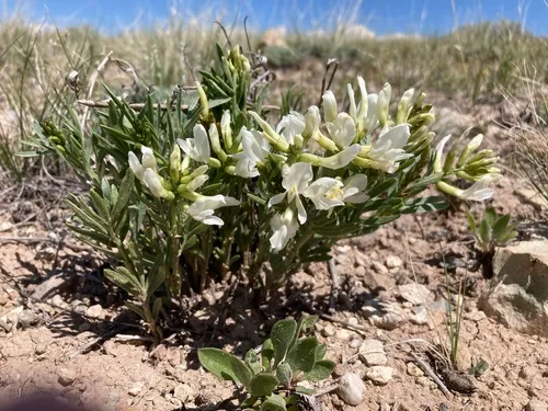 Nelson's Milkvetch