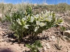 Nelson's Milkvetch thumbnail 1