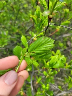 Pea Hawthorn thumbnail 2