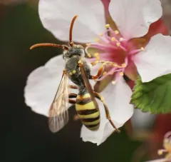 Imbricate Cuckoo Nomad Bee thumbnail 4